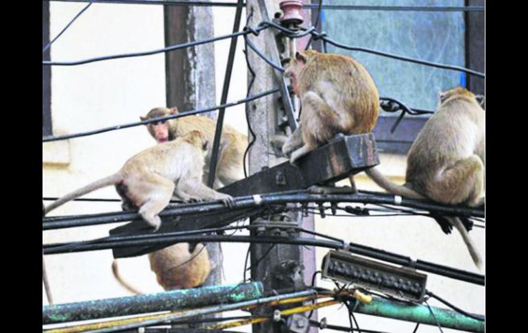 En la zona Norte del país es común que los monos destrocen el cableado de luz o internet. AFP /
