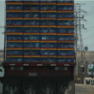 Ignoran brote de gripe aviar en Tepatitlán