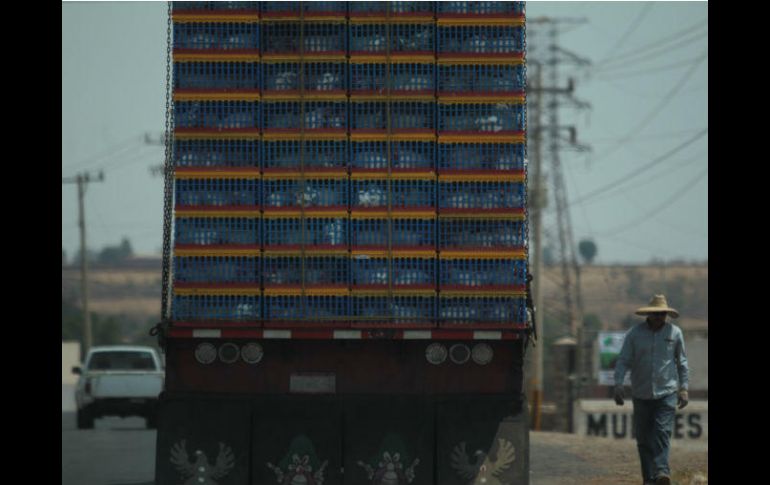 Tráiler con gallinas circula libremente en la carretera Tepatitlán-Yahualica. EL INFORMADOR / F. Atilano