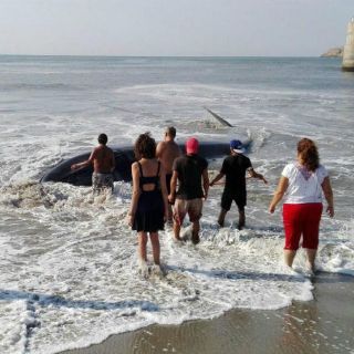 Ballena azul de 10 metros queda varada en Oaxaca