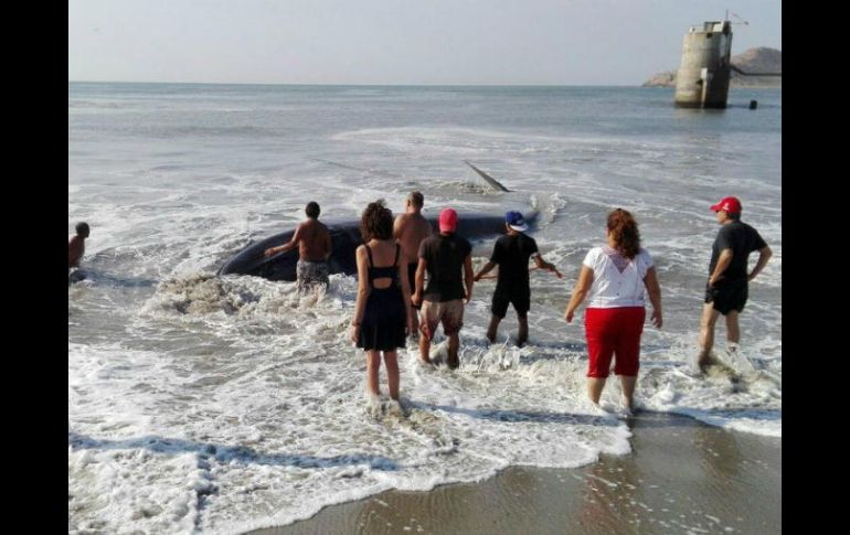 El animal fue descubierto alrededor de las 8 de la mañana de este domingo por los pescadores de la zona. TWITTER / @CEPCO_GobOax