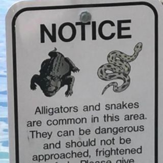 Caimán muerde a una niña en lago en Florida