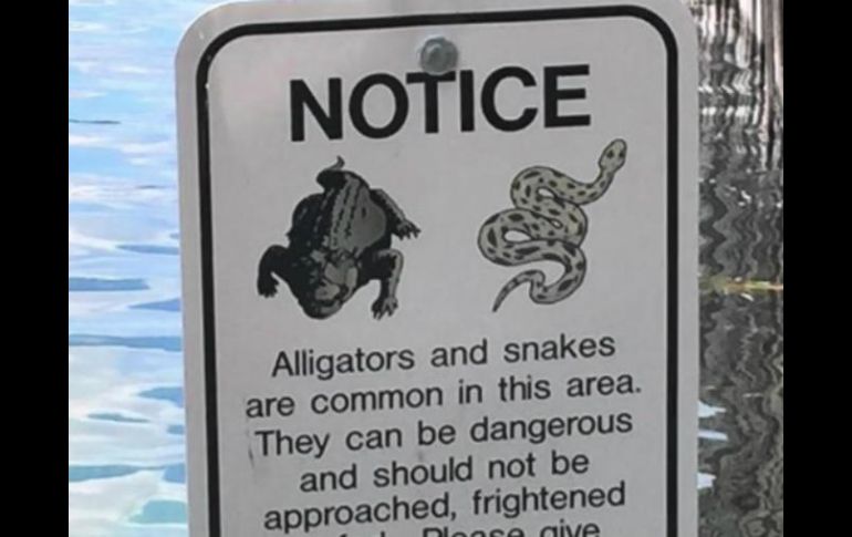 El caimán de dos metros y medio mordió a la niña de 10 años en la rodilla y pantorrilla. ESPECIAL / www.orlandosentinel.com