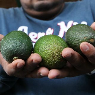 Precio del aguacate, por las nubes en EU