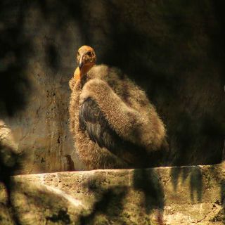 Nace Cóndor de California en Zoológico de Chapultepec