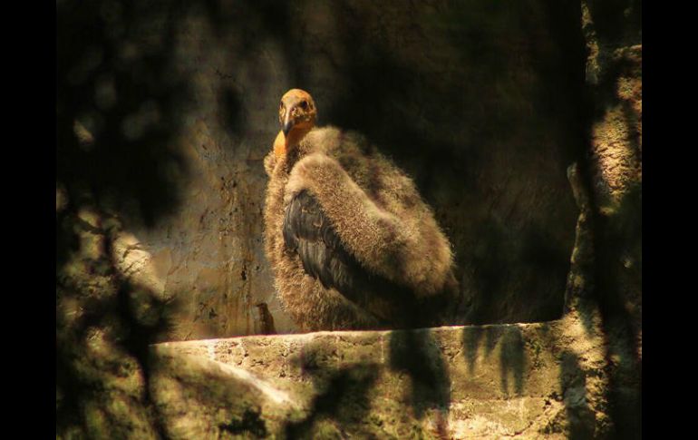 La Sedema abrió una votación en su página de internet para elegir el nombre de la nueva ave. TWITTER / @SEDEMA_CDMX