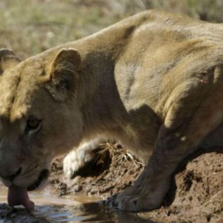 Cinco leones escapan de un parque nacional en Sudáfrica