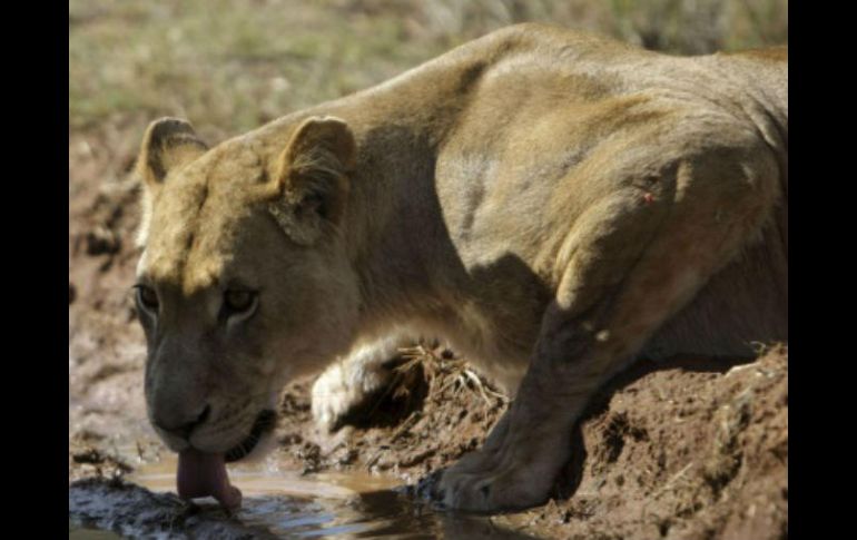 Las autoridades recomendaron a vehículos y peatones que se resguarden en sus casas y tengan precaución. EFE /