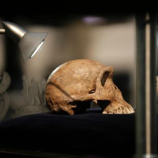 Homo naledi, nueva especie de homínidos que vivió hace 236 mil años