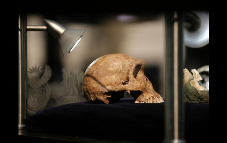Homo naledi comparte varias características con algunos de los miembros más antiguos fósiles. AFP / G. Khan