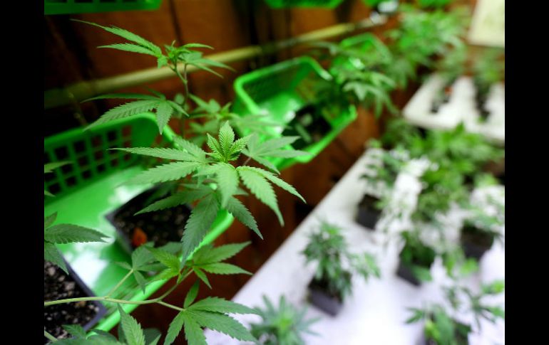 La ley legalizaría la posesión de hasta una onza de mariguana, así como la propiedad de dos plantas maduras. AP / ARCHIVO