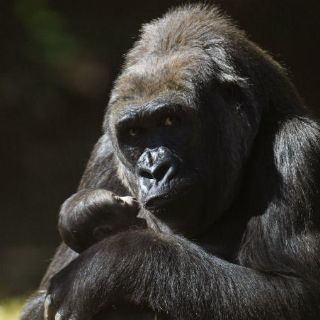Cría de gorila en peligro de extinción nace en zoológico brasileño