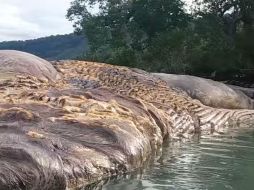 : Por su descomposición fue difícil identificar la ballena, lo que motivó a que se hablara de un ‘monstruo’. YOUTUBE / Patasiwa Kumbang Amalatu