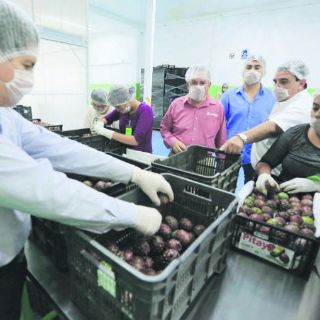 Jalisco manda el primer embarque de pitayas a Estados Unidos