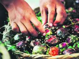 Un estudio reveló que las pitayas más grandes se dan en Autlán. EL INFORMADOR / E. Barrera