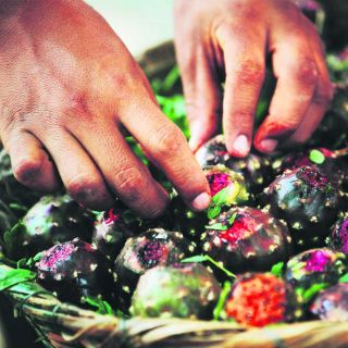 Quien ama las pitayas, ¡ama a los murciélagos!