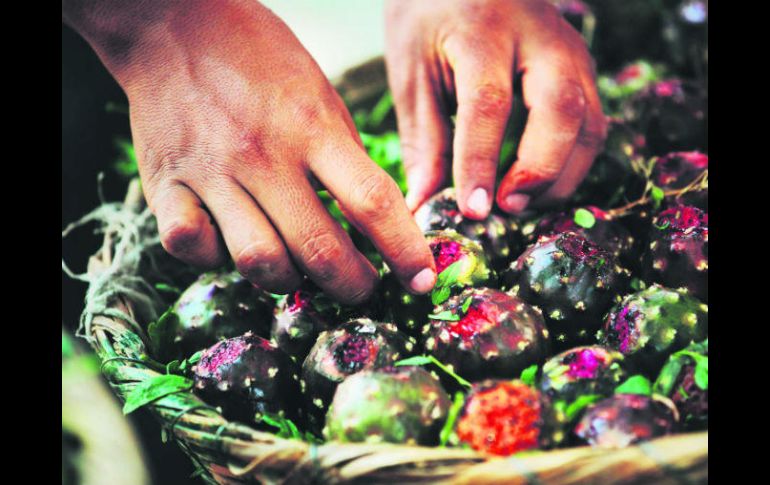 Un estudio reveló que las pitayas más grandes se dan en Autlán. EL INFORMADOR / E. Barrera