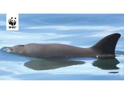 En lo que va de 2017, al menos cinco vaquitas marinas han muerto en redes de enmalle. TWITTER / @WWF