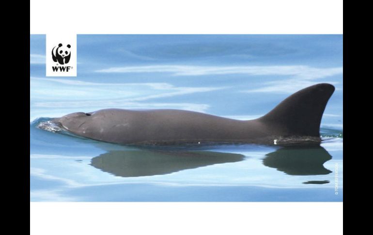 En lo que va de 2017, al menos cinco vaquitas marinas han muerto en redes de enmalle. TWITTER / @WWF