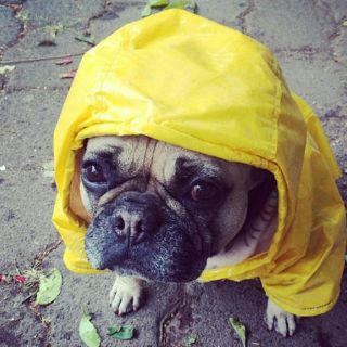 'Perrhijos', el nuevo modelo de familia en México