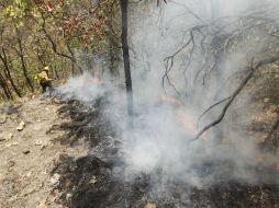 Combate a un incendio en La Primavera en esta temporada. EL INFORMADOR / Archivo