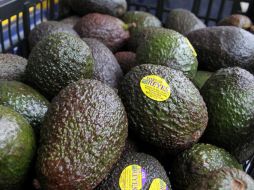 Dos aguacates grandes son ofrecidos por cuatro dólares 50 centavos, o uno solo a dos dólares 50 centavos. EL INFORMADOR / ARCHIVO
