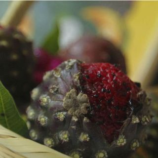 Prevén exportar 10 toneladas de pitayas a EU en año de prueba