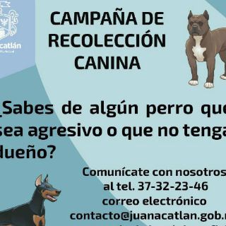Aclaran que no sacrificarán perros callejeros en Juanacatlán