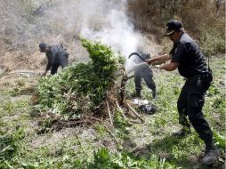 Las muestras representativas fueron puestas a disposición del Ministerio Público de la Federación. EL INFORMADOR / ARCHIVO