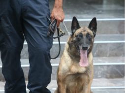 La droga es localizada con el apoyo de un sensor canino. EL INFORMADOR / ARCHIVO