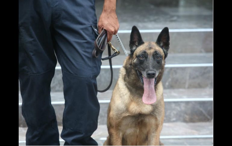 La droga es localizada con el apoyo de un sensor canino. EL INFORMADOR / ARCHIVO