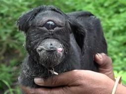 La cabra bebé nació el 10 de mayo pasado. YOUTUBE / Barcroft TV