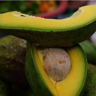 Consolidarán presencia de aguacate jalisciense