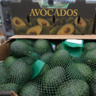 Aguacateros jaliscienses esperarán renegociación de TLC para exportar a EU