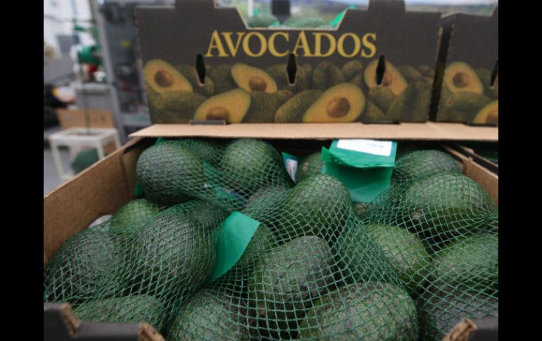 El acceso del aguacate jalisciense a EU fue negado a principios del año por incumplimiento de algunos trámites. EL INFORMADOR / ARCHIVO