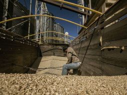 El PIB de las actividades agropecuarias se incrementó en términos reales 6.6% con base en cifras originales. EL INFORMADOR / ARCHIVO