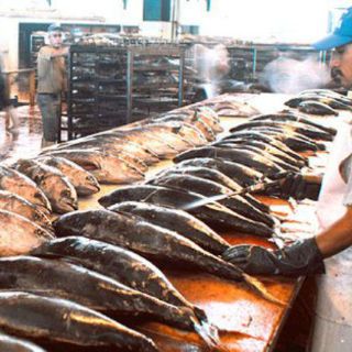 Autorizan a México imponer sanciones a EU en disputa de atún