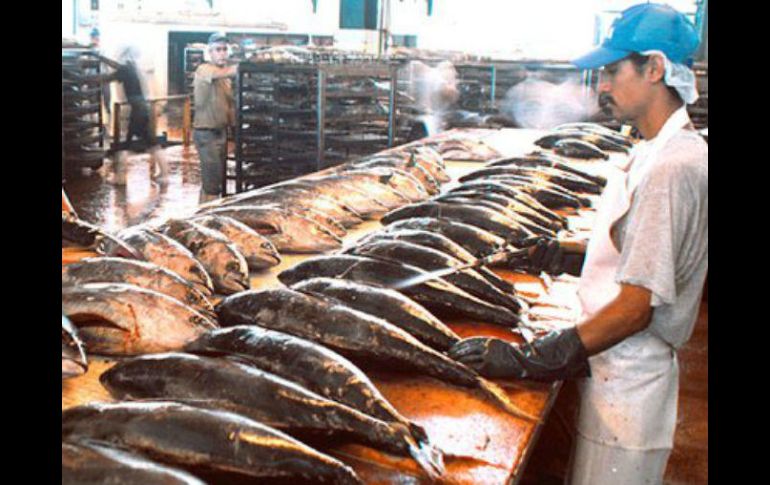 Atuneros denuncian millonarias pérdidas acumuladas por las restricciones que sufren para acceder al mercado del país vecino. TWITTER / @SE_mx