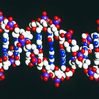 Identifican 40 nuevos genes relacionados con la inteligencia