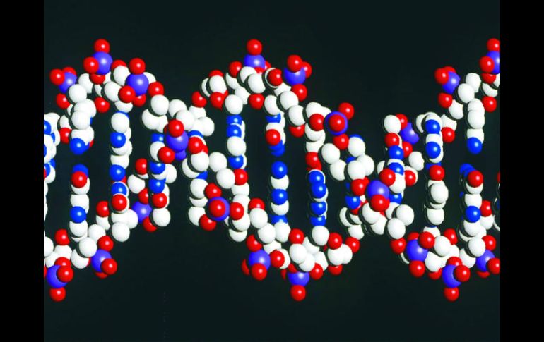 La información puede ayudar a los científicos a centrar sus estudios sobre genes para avanzar en el conocimiento de la inteligencia. EL INFORMADOR / ARCHIVO