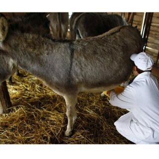 Queso de leche de burra, el más caro del mundo