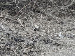 En la superficie era visible un cráneo humano en avanzado estado de descomposición. ESPECIAL /