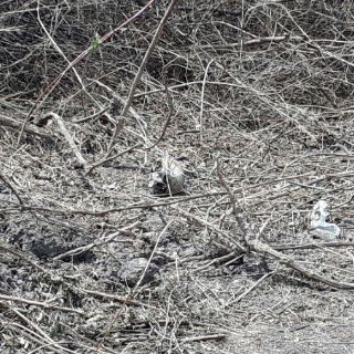 Localizan restos humanos en carretera a Chapala