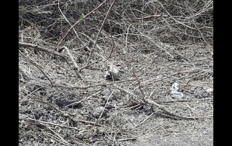 En la superficie era visible un cráneo humano en avanzado estado de descomposición. ESPECIAL /