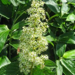 Anticonceptivo sin efectos secundarios a base de yerbas