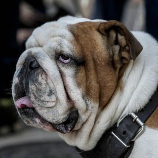 Mascotas, las otras víctimas de la obesidad