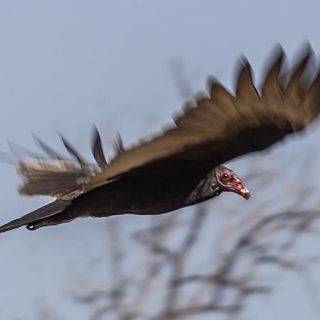 Cazadores furtivos envenenan a 94 buitres en Zimbabue