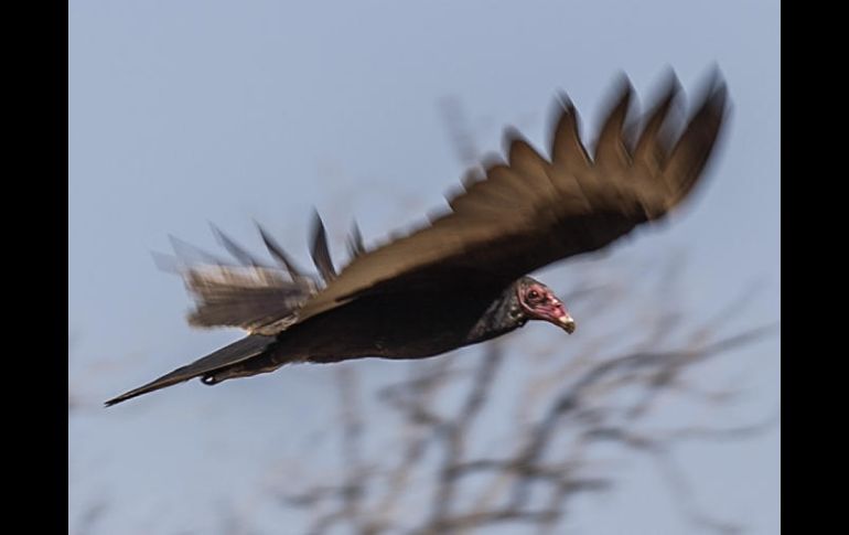Los buitres tienen una importancia capital en el ecosistema, ya que se comen los cadáveres y evitan así enfermedades. EL INFORMADOR / ARCHIVO