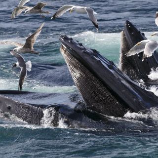 La ballena azul evolucionó a colosal hace apenas tres millones de años