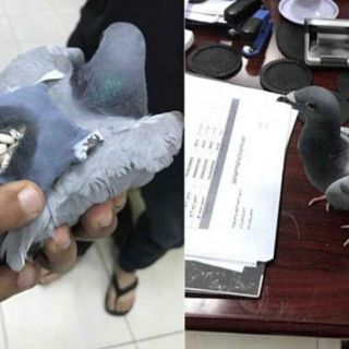 Detienen a paloma que transportaba droga en Kuwait